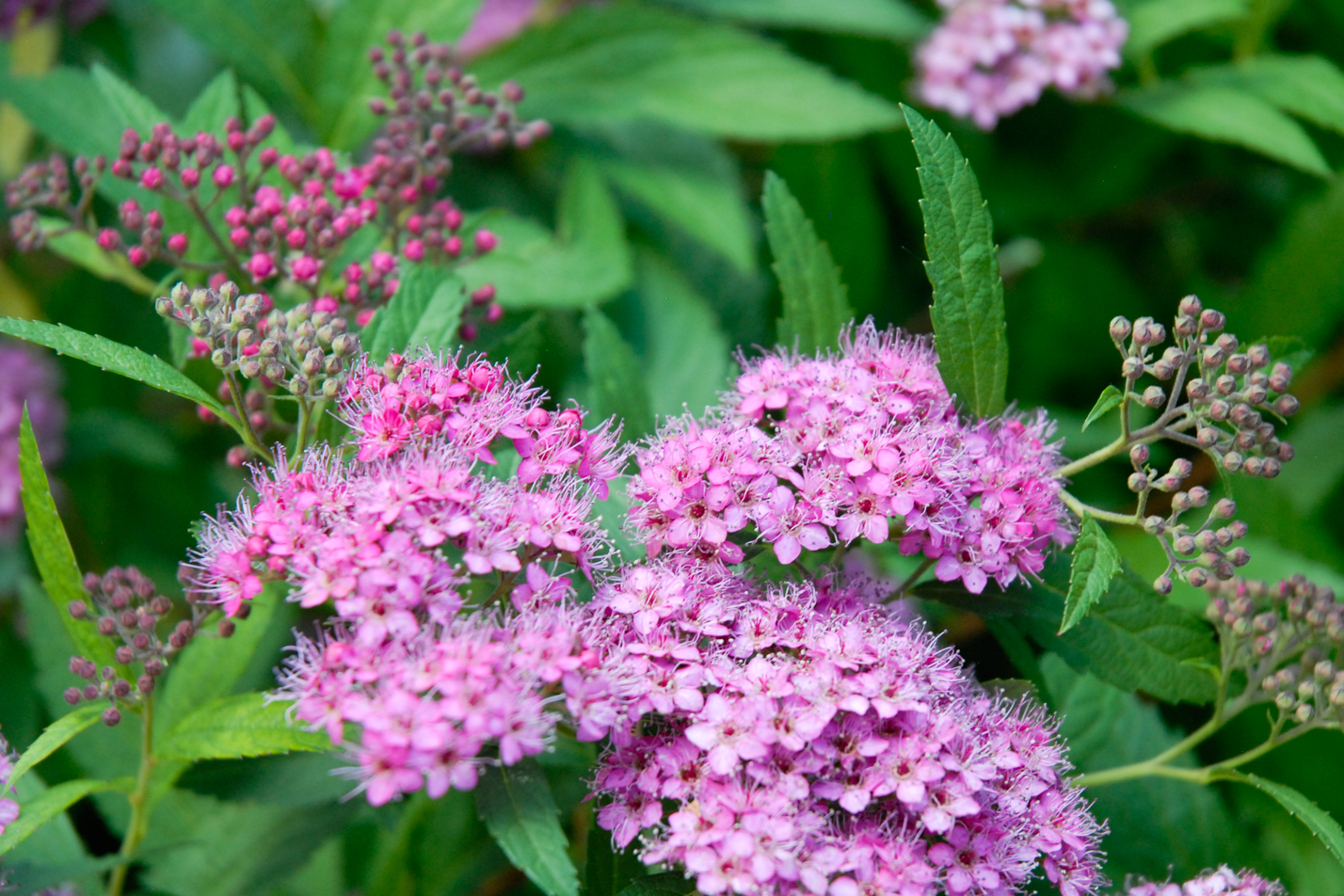 Anthony Waterer Spirea